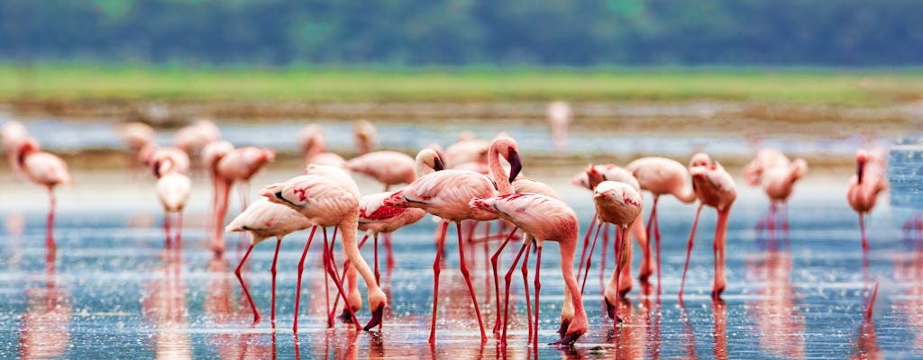 Safari de 4 días en Maasai Mara y el lago Nakuru en los hoteles Sentrim