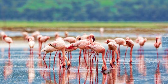 4-day Maasai Mara and Lake Nakuru safari at the Sentrim Hotels