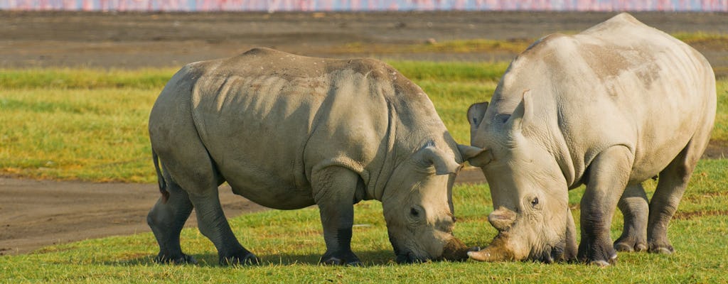 4-day Maasai Mara and Lake Nakuru safari at the Keekorok Lodge