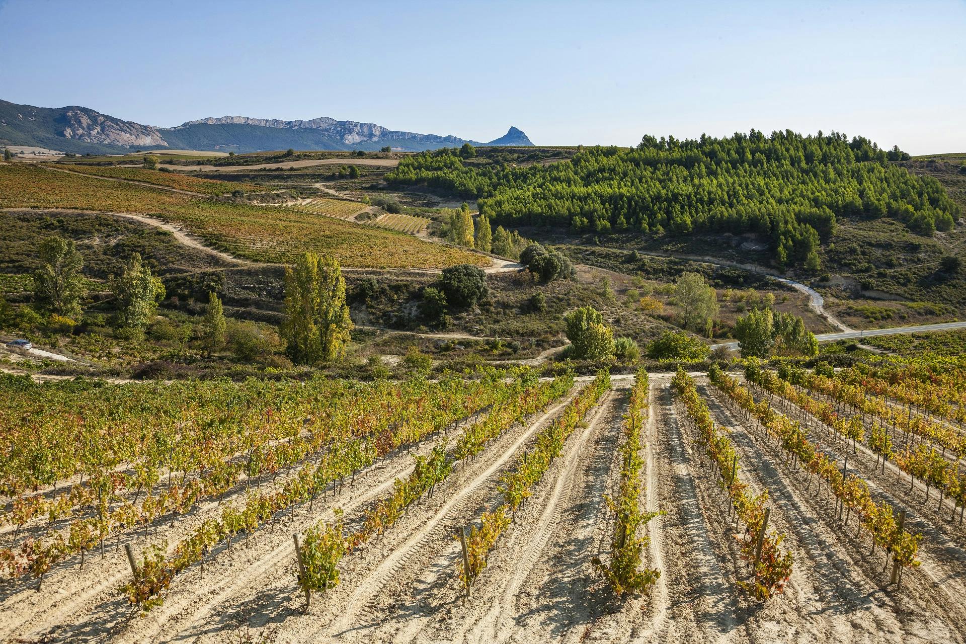 Bezoek aan twee wijnhuizen in La Rioja met pintxos uit Bilbao