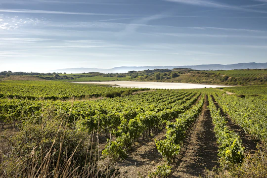 La Rioja winery visit from Bilbao with traditional lunch