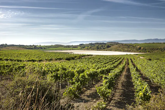 Visita a bodegas de La Rioja desde Bilbao con almuerzo tradicional