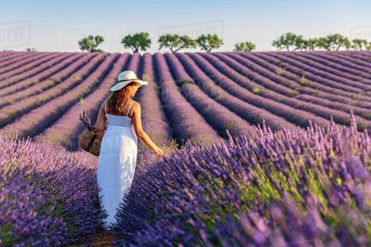 Tour di 1 giorno in Provenza e lavanda