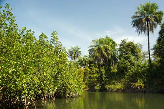 Makasutu Culture Forest full-day tour