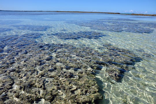 Visita guiada a la playa de Maragogi y al arrecife de Gales