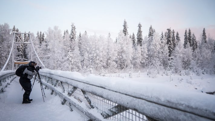 Erkunden Sie die arktischen Wälder auf einer Fototour