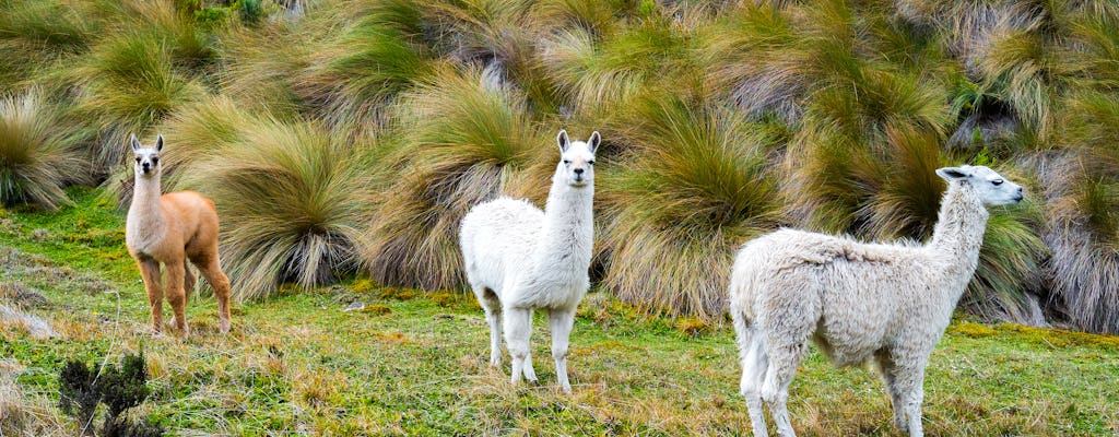 Cajas National Park tour from Guayaquil or Cuenca