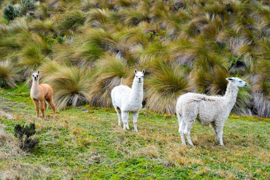 Visite du parc national de Cajas au départ de Guayaquil ou Cuenca