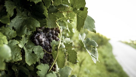 Excursão da fonte do vinho de Koper