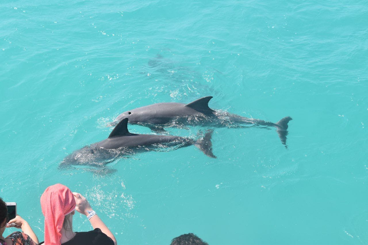 Key West dolphin watch and snorkeling sunset cruise Musement