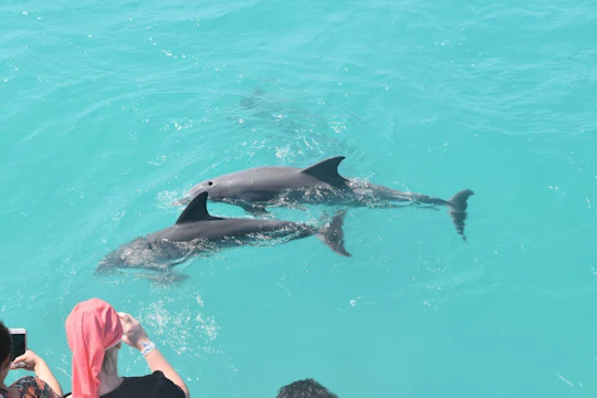 Key West dolphin watch and snorkeling sunset cruise