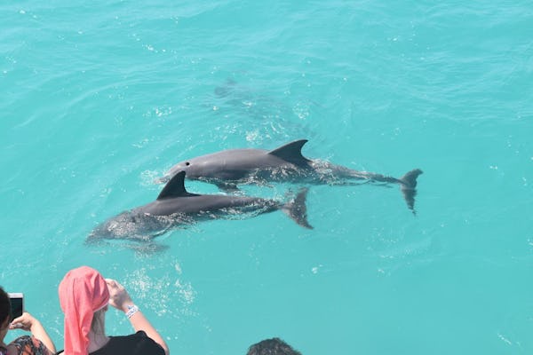 Observación de delfines en Key West y crucero al atardecer con esnórquel