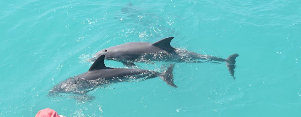 Key West dolphin watch and snorkeling sunset cruise