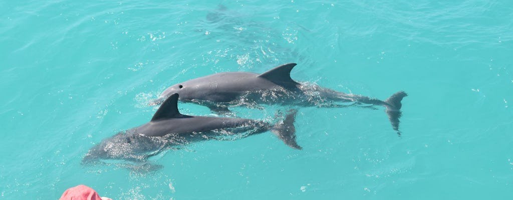 Key West zegarek z delfinami i rejs po zachodzie słońca z rurką