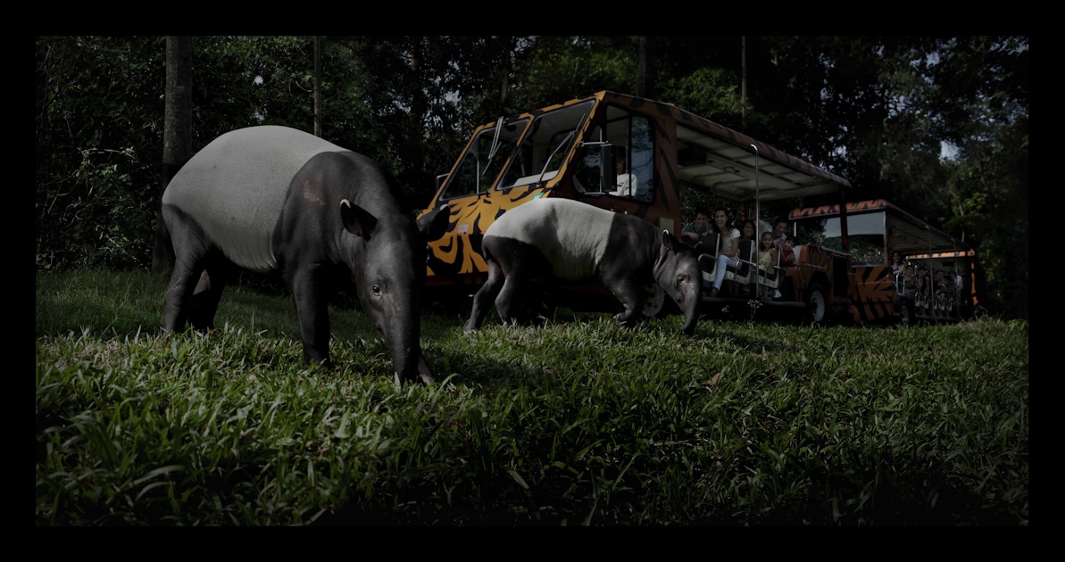 singapore night safari charges