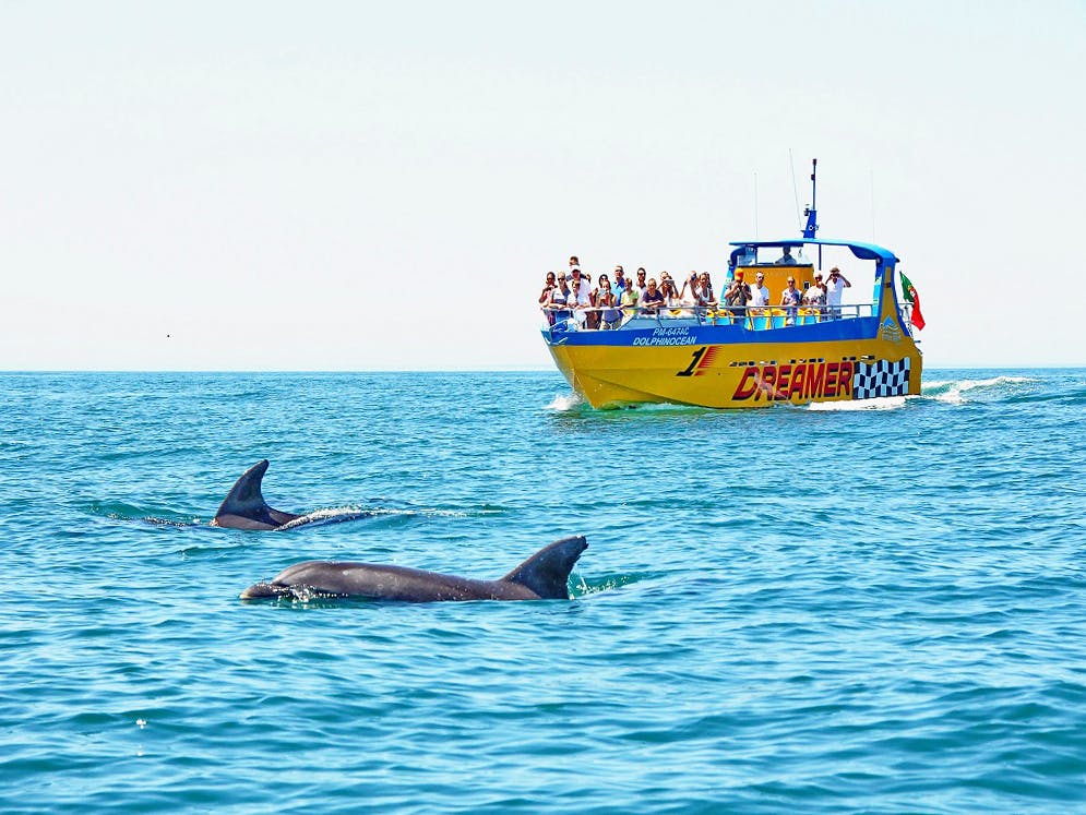 Dreamer caves and dolphins