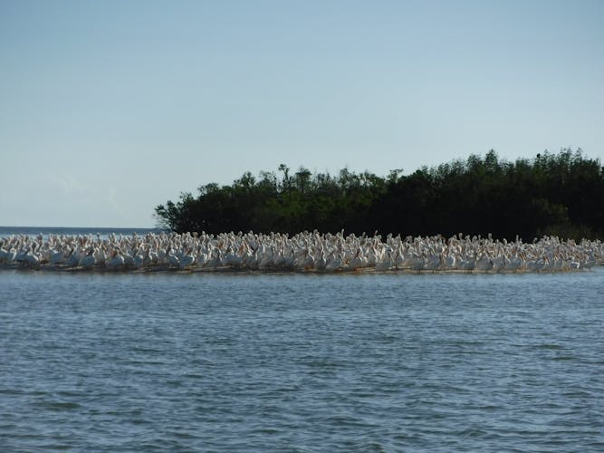 Private Everglades bird watching and photography safari boat tour