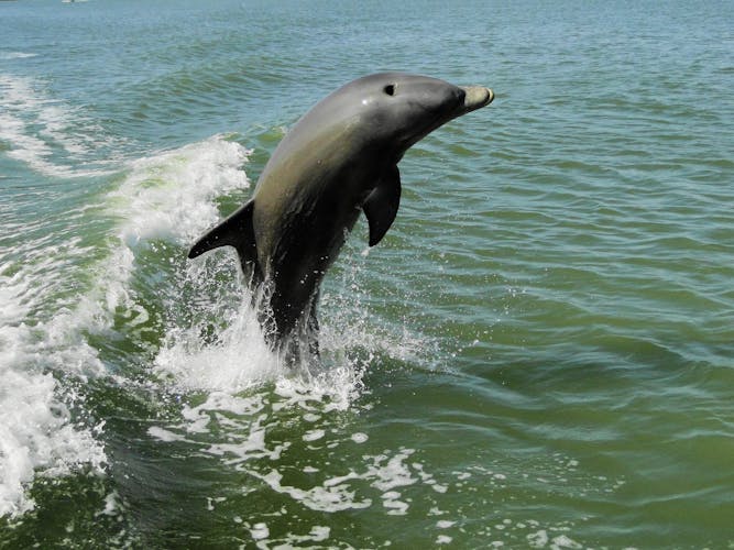 Private Everglades bird watching and photography safari boat tour