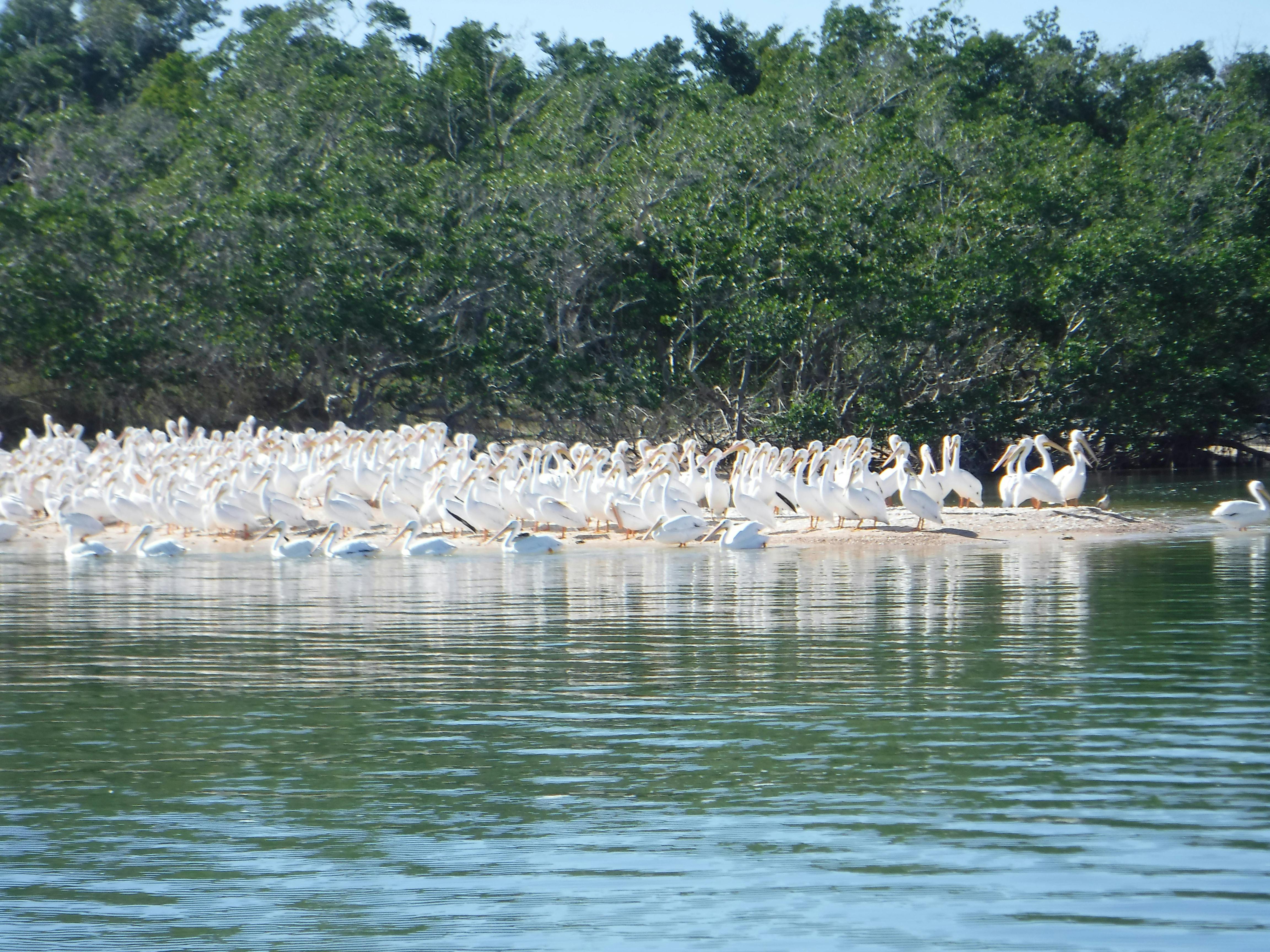 Expedição na praia e na vida selvagem do Everglades National Park