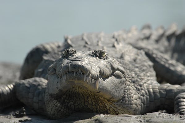 Eko-wycieczka ze storczykami Everglades i kajakiem aligatorowym