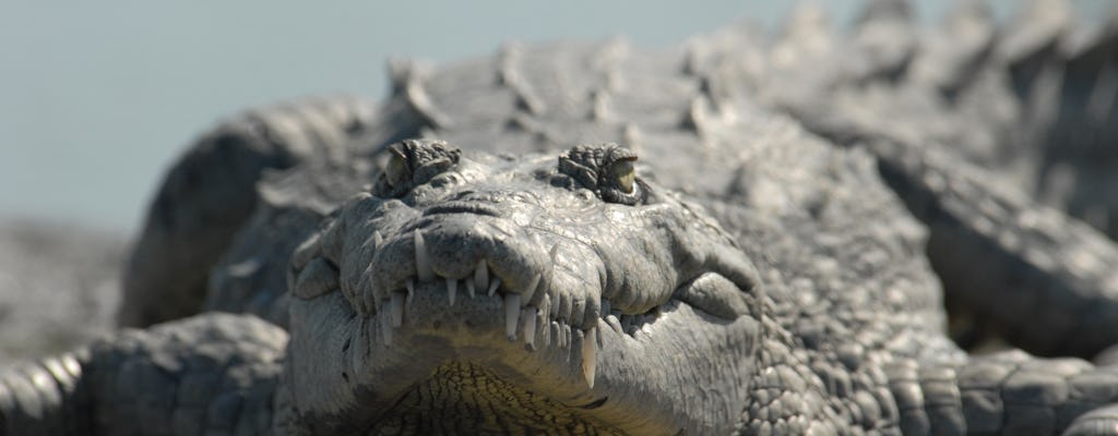 Orquídeas Everglades e passeio ecológico de caiaque crocodilo