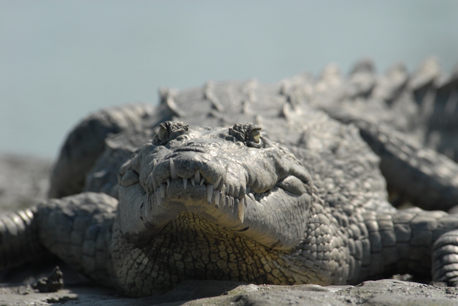 Nature in Naples, Florida