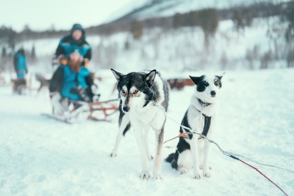 Wycieczka łączona psim zaprzęgiem i kopułami lodowymi