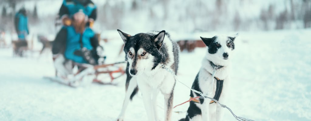 Tour combinado de trineos tirados por perros y domos de hielo