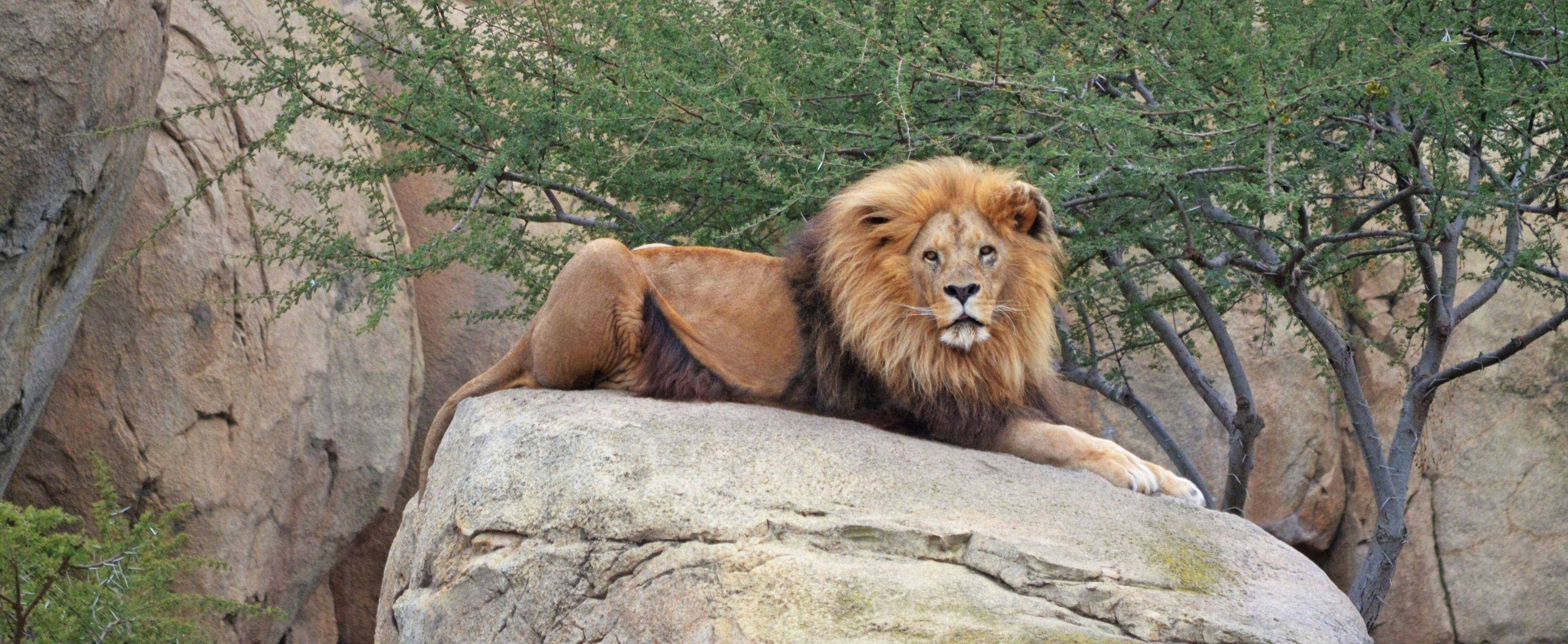 Bioparc Valencia tickets