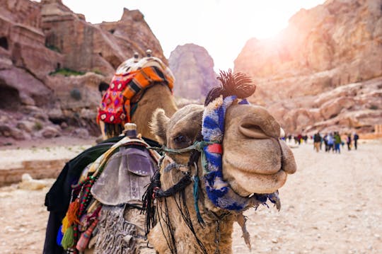 Camel safari with bedouin meal in Eilat