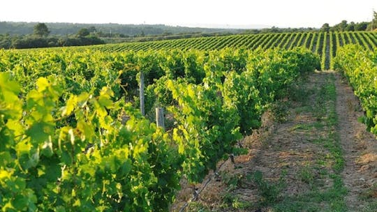 Visite de dégustation de vins, fromages et pâtisseries du parc Arrábida au départ de Lisbonne