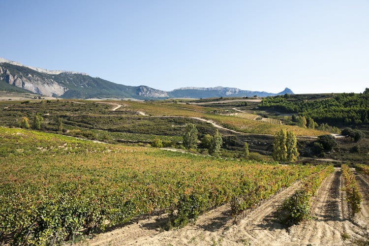 Tour to two wineries in La Rioja from Pamplona