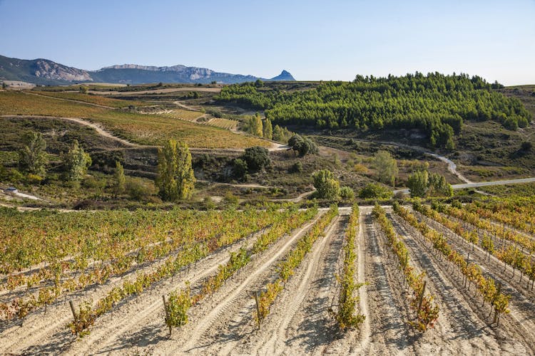 Tour to two wineries in La Rioja from Pamplona