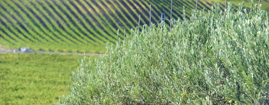 Erfahrung mit Olivenölmühlen und Besuch eines Weinguts in Navarra von Pamplona aus