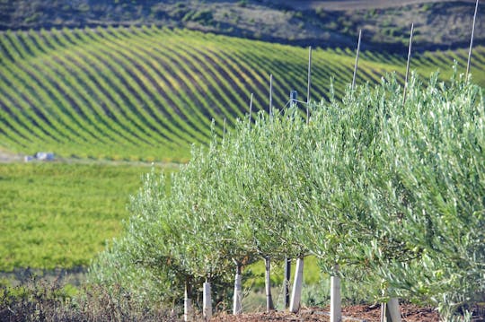 Olive oil mill experience and winery visit in Navarra from Pamplona