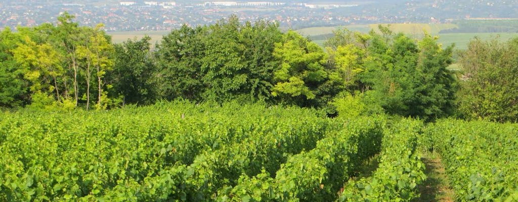 Tour privado de vinos Etyek desde Budapest