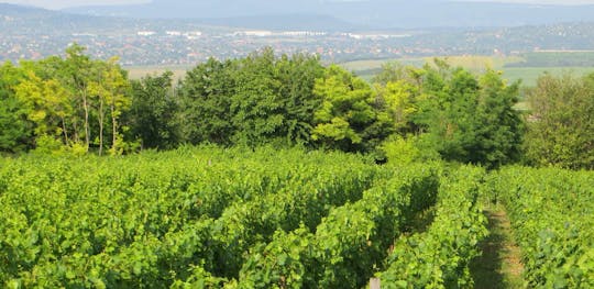 Etyek private wine tour from Budapest