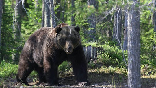 Eintauchen in arktische Tiere