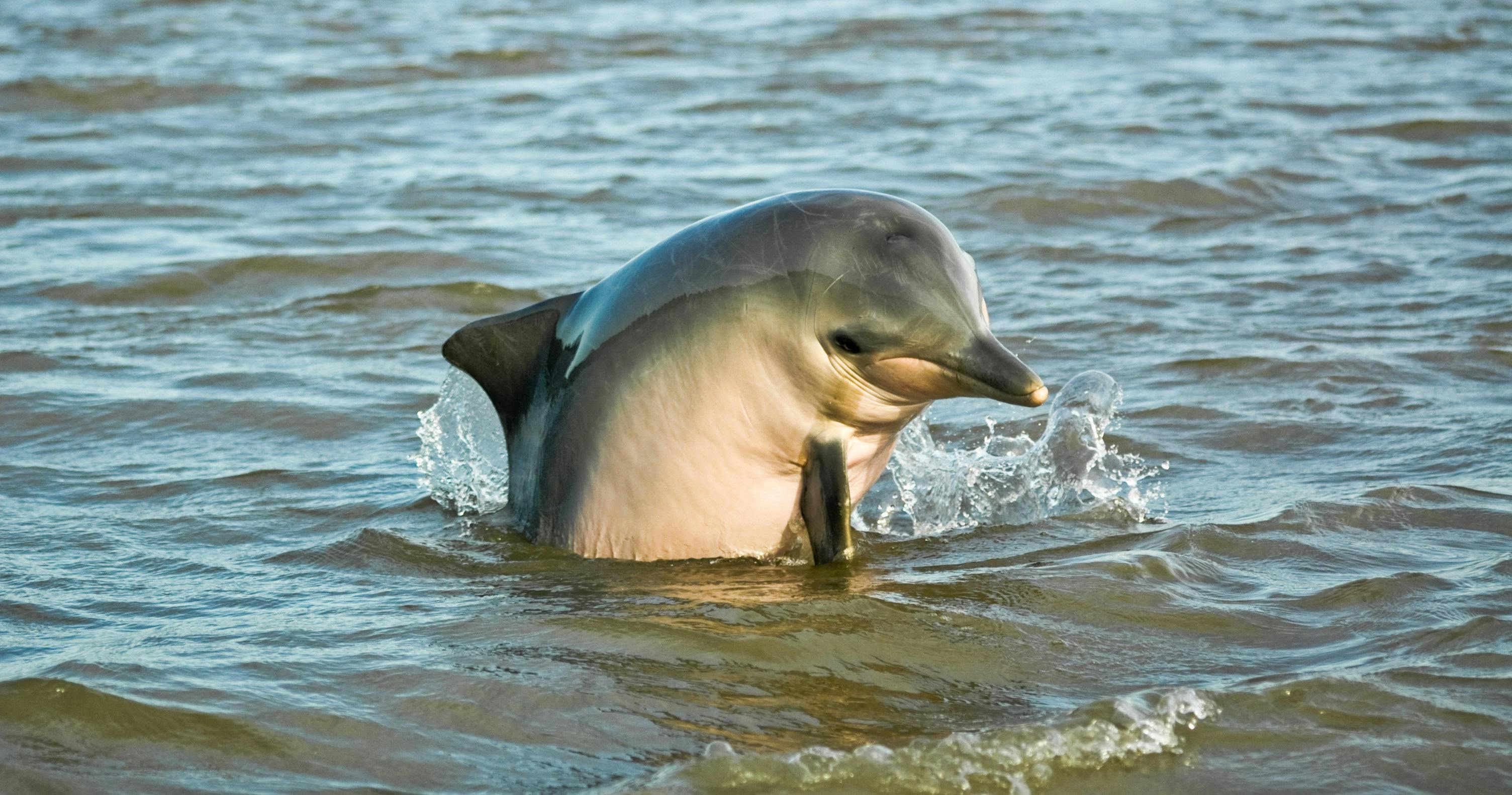 Półdniowa wycieczka łodzią delfinów po rzece Surinam