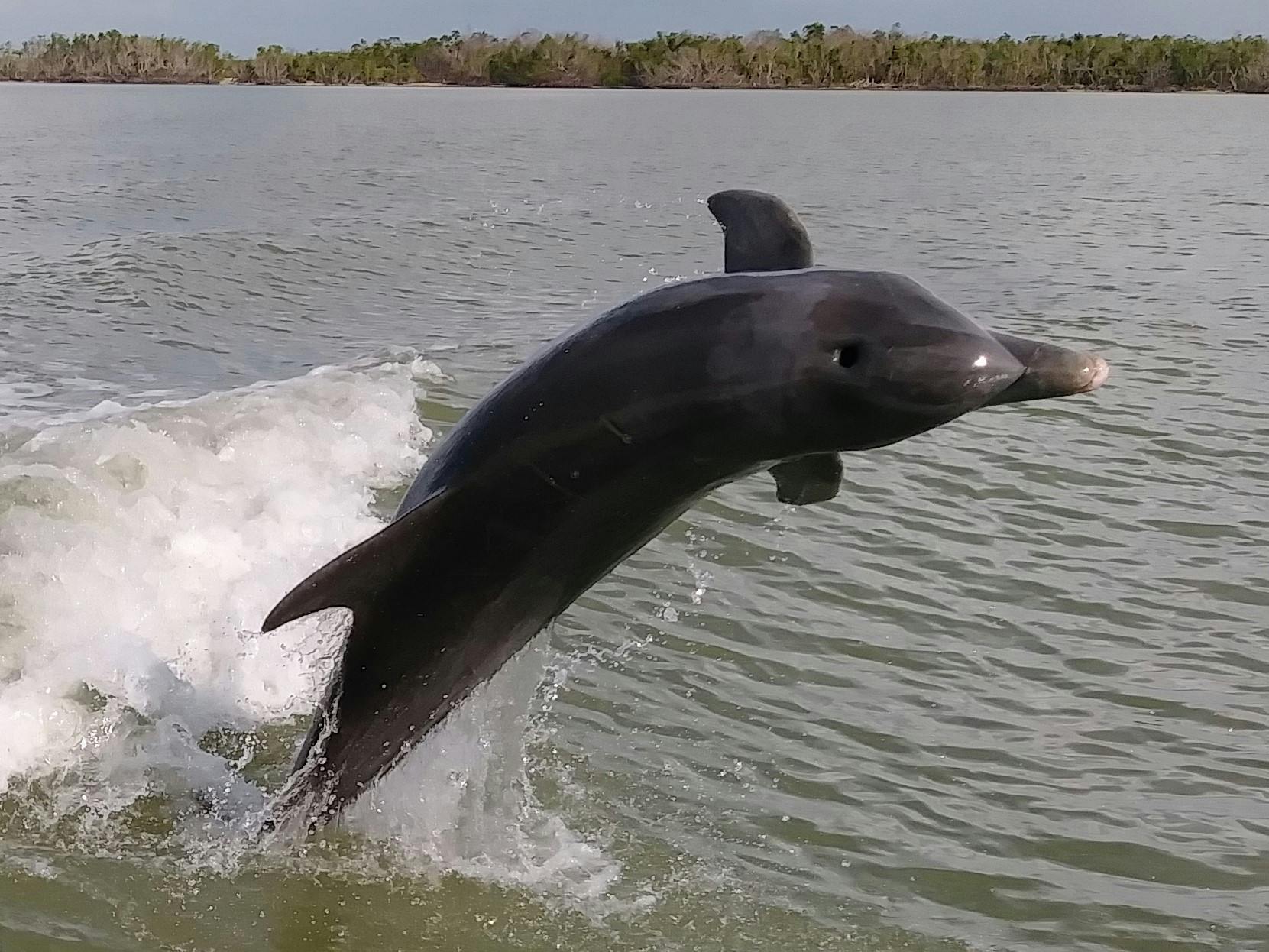 Passeio de barco com golfinhos, observação de pássaros e vida selvagem no Everglades National Park