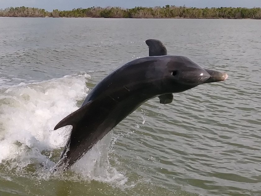 Hop-on hop-off in Naples, Florida