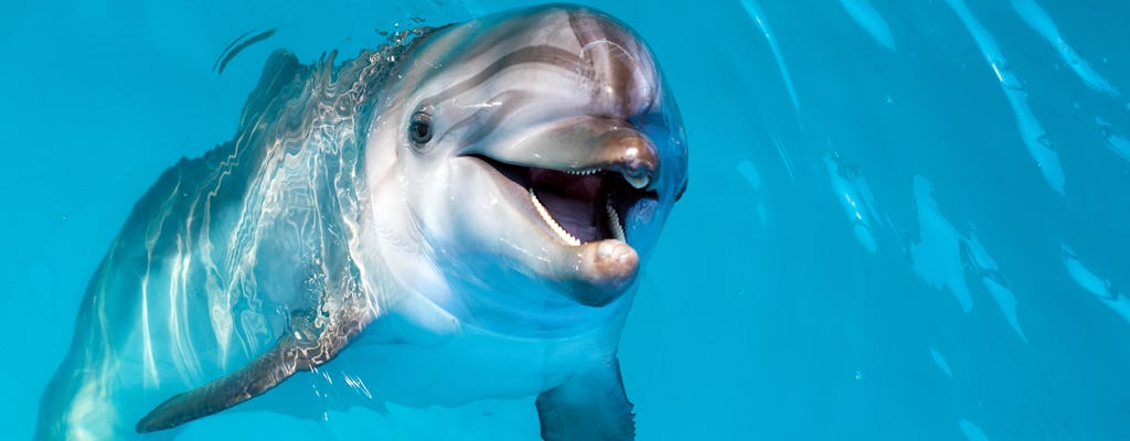 Dolphin encounter experience at Atlantis the Palm