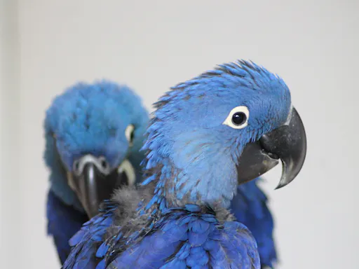 Siam Park & Loro Parque Twin Ticket