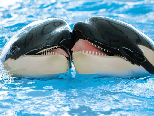 Siam Park & Loro Parque Twin Ticket