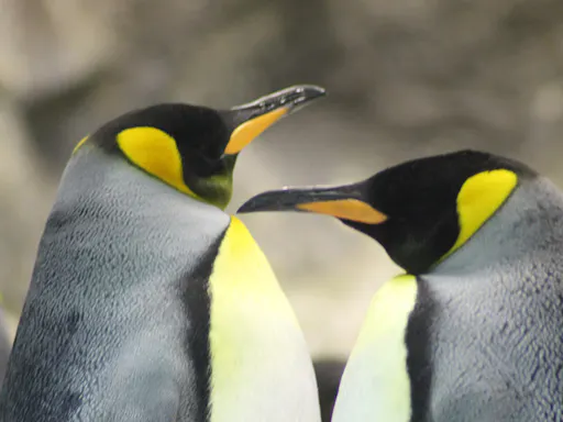 Siam Park & Loro Parque Twin Ticket