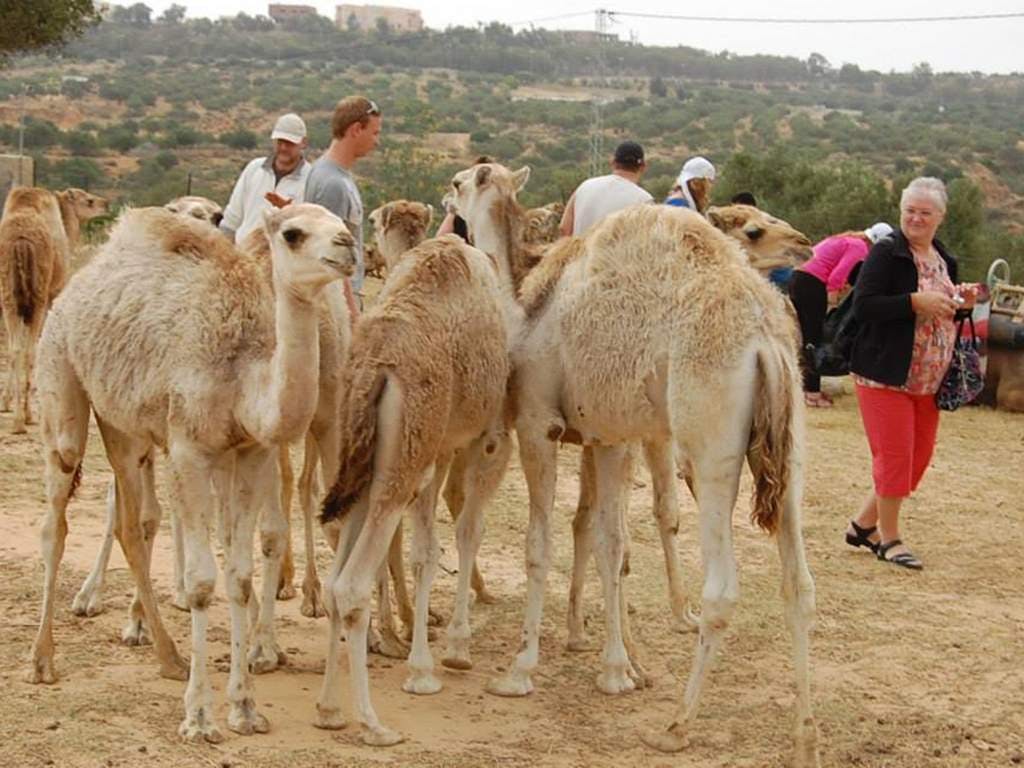 Karawane Camel Experience