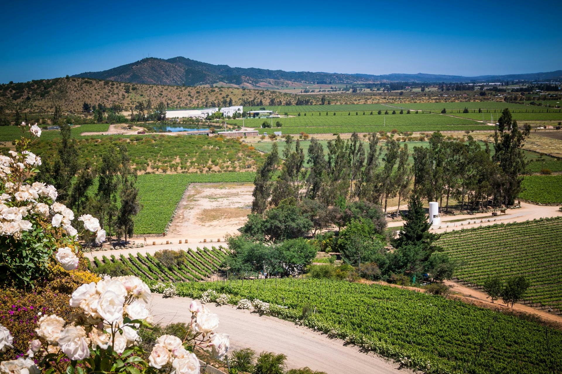 Wycieczka z przewodnikiem po dolinie Casablanki i winnicach Matetic z degustacją wina