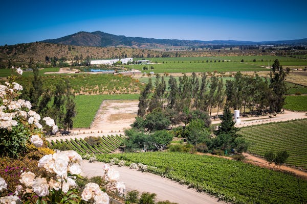 Casablanca Valley and Matetic Vineyards guided tour with wine tasting