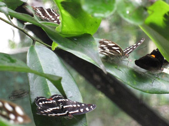 Para, Colakreek, ogród motyli i więcej całodniowa wycieczka z przewodnikiem
