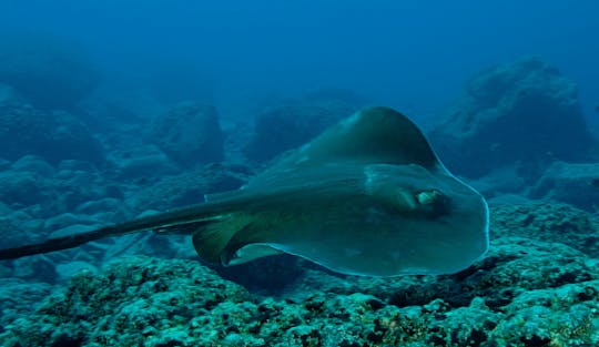 Porto Santo Single Dive Trip